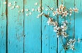 Image of spring white cherry blossoms tree on blue wooden table. vintage filtered image