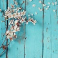 Image of spring white cherry blossoms tree on blue wooden table. vintage filtered image Royalty Free Stock Photo