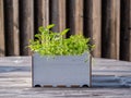 Image of square box with green gras on a wooden table, urban gardening Royalty Free Stock Photo