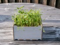 Image of square box with green gras on a wooden table, urban gardening Royalty Free Stock Photo