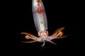 Image of a Squid at night in the ocean. Royalty Free Stock Photo