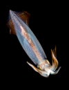 Image of a Squid at night in the ocean. Royalty Free Stock Photo