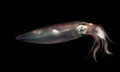 Image of a Squid at night in the ocean. Royalty Free Stock Photo