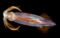Image of a Squid at night in the ocean. Royalty Free Stock Photo