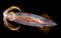 Image of a Squid at night in the ocean. Royalty Free Stock Photo