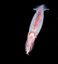 Image of a Squid at night in the ocean. Royalty Free Stock Photo