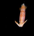 Image of a Squid at night in the ocean. Royalty Free Stock Photo