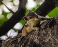 Image of a squirrel