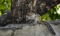 An image of a squirrel, gilahari, Sciuridae