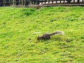 Image of squirrel on the grass .