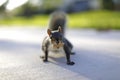 Image of a squirrel with a nut in its mouth