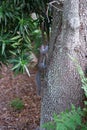 image of squirrel rodent. squirrel rodent outdoor. squirrel rodent outside. squirrel rodent