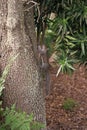 image of squirrel rodent. squirrel rodent outdoor. squirrel rodent outside. squirrel rodent