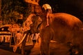 Image of Sri Lanka elephant (Sri Lanka Candy)