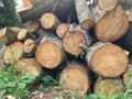 Image of a stack of freshly cut logs, possibly outdoors in a forested area with uneven ground Logs are arranged Royalty Free Stock Photo