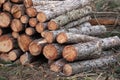 image of stacked logpile and wood Royalty Free Stock Photo