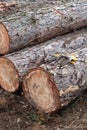 image of stacked logpile and wood