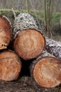 image of stacked logpile and wood Royalty Free Stock Photo