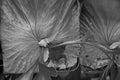 Image of staghorn fern details Royalty Free Stock Photo