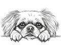 The image on the sticker is graphically derived from a hand-drawn drawing of a Pekingese dog portrait. Royalty Free Stock Photo