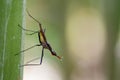 Image of stilt-legged fly& x28;Micropezidae& x29;. Royalty Free Stock Photo