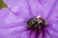 Image of stingless bee trigona sp. In purple flowers. Insect