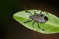 Image of stink bug Erthesina fullo on green leaves. Insect
