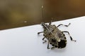 Image of stink bug Erthesina fullo on white background. Insect