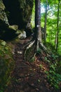 Stone steps leading up cliff wall with detail of tree with exposed roots Royalty Free Stock Photo