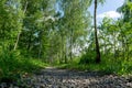 Image of trail through forest with birch trees Royalty Free Stock Photo