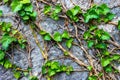 Image of a stone wall, Green leaves, ivy on a gray stone wall. Royalty Free Stock Photo