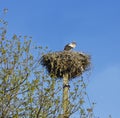Image of a stork in its nest with blue sky Royalty Free Stock Photo