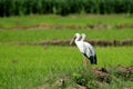 Image of stork. Royalty Free Stock Photo