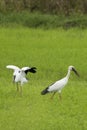 Image of stork. Royalty Free Stock Photo