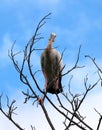 Image of stork. Royalty Free Stock Photo