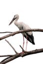 Image of stork. Royalty Free Stock Photo