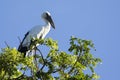 Image of stork. Royalty Free Stock Photo