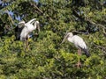 Image of stork. Royalty Free Stock Photo