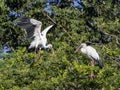 Image of stork. Royalty Free Stock Photo