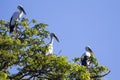 Image of stork. Royalty Free Stock Photo