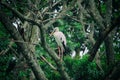 Image of stork perched on tree branch. Royalty Free Stock Photo