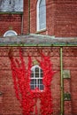 Straight on brick church building with bright red vines grown on wall and around window Royalty Free Stock Photo