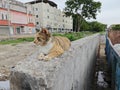 stray cat resting on the concrete slab. Royalty Free Stock Photo