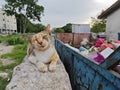 stray cat resting on the concrete slab. Royalty Free Stock Photo