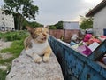 stray cat resting on the concrete slab. Royalty Free Stock Photo