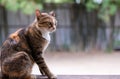 Image of a stray cat. staring at somethings. Royalty Free Stock Photo