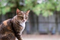 Image of a stray cat. staring at somethings. Royalty Free Stock Photo