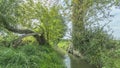 Image of a stream between two trees, one straight and the other crooked with abundant green vegetation