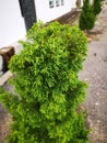 Image of the street Juniperus chinensis tree Royalty Free Stock Photo