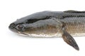 Image of striped snakehead fish isolated on white background,. Aquatic Animals Royalty Free Stock Photo
